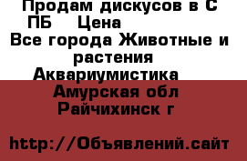 Продам дискусов в С-ПБ. › Цена ­ 3500-4500 - Все города Животные и растения » Аквариумистика   . Амурская обл.,Райчихинск г.